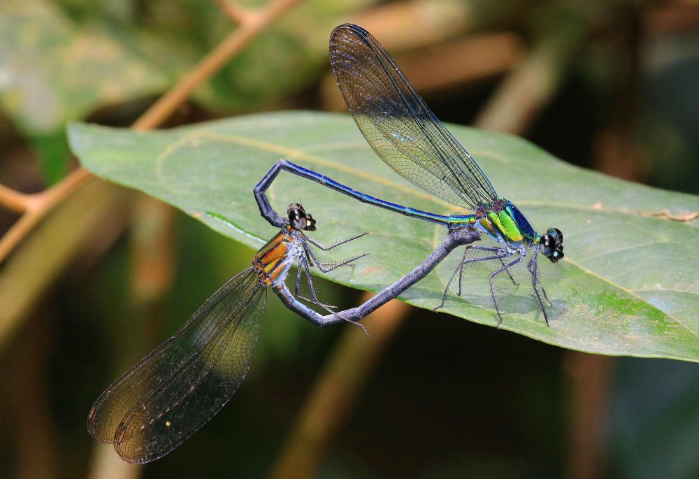 Megaloprepus caerulatus