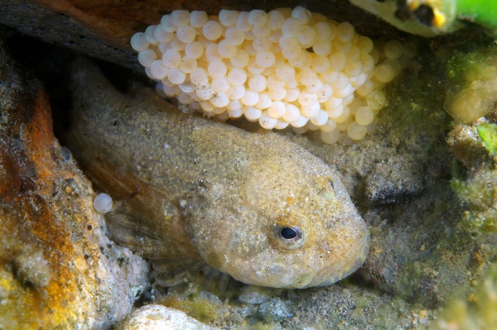 Batrachocottus Baicalensis
