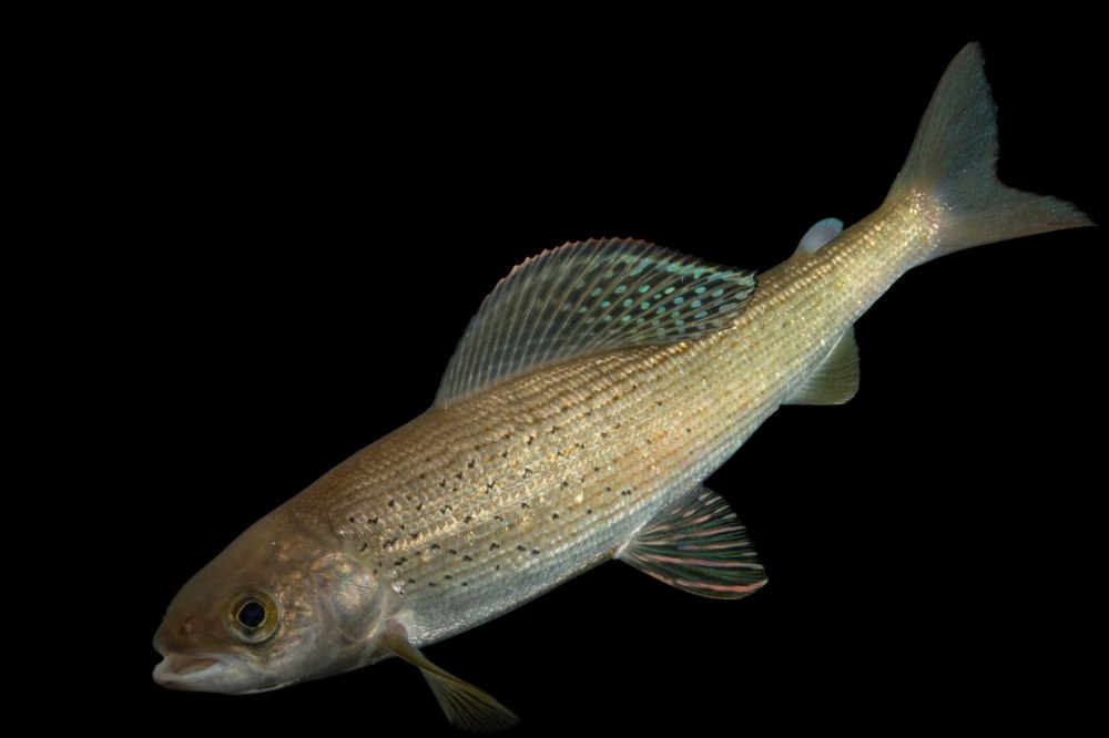 Thymallus Thymallus