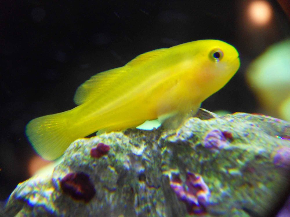 Gobiodon citrinus
