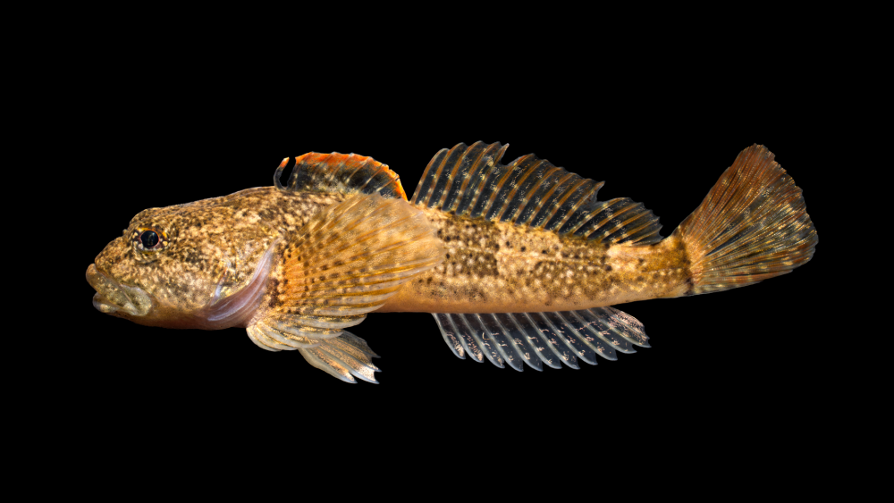 COTTUS bairdii