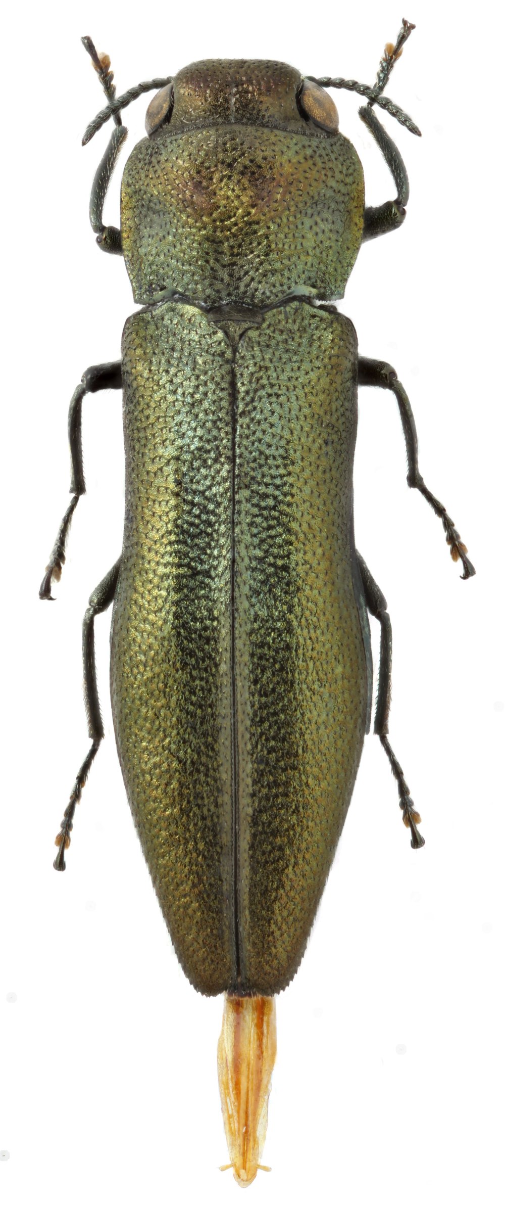 Buprestidae: Agrilus ribesi Schaefer ОПИСАНИЕR