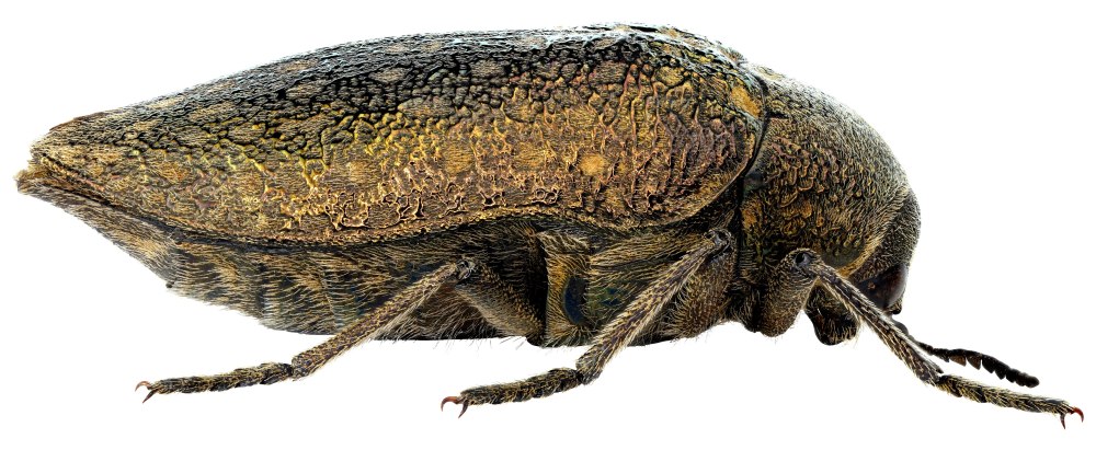 Julodis aequinoctialis