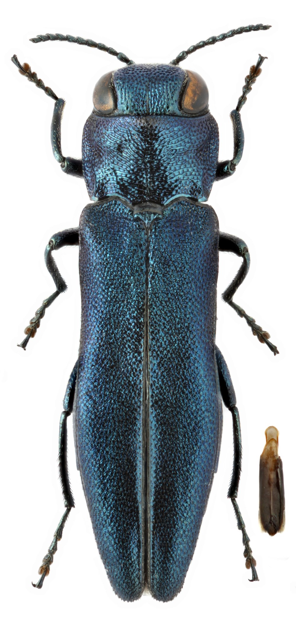 Endomychidoc biguttatus