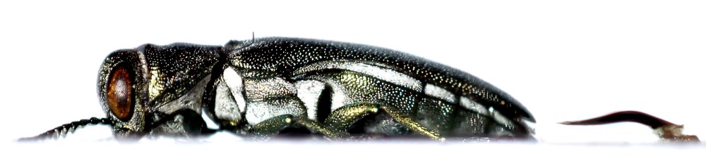 Microtonus Sericans
