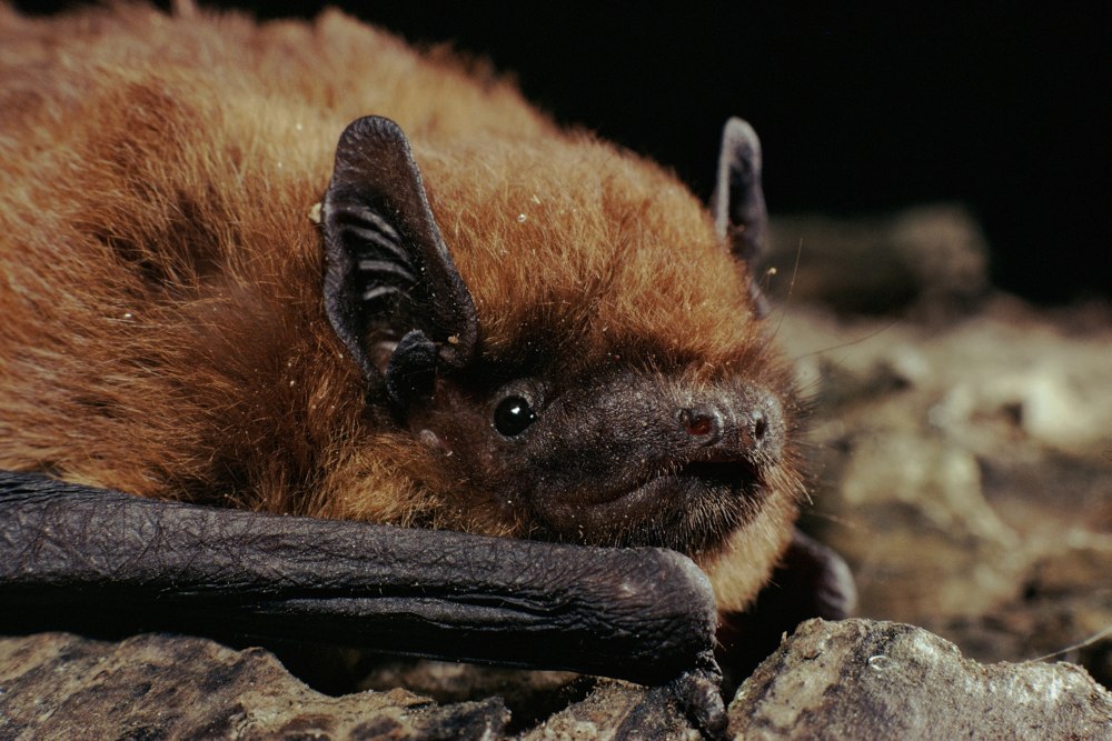Pipistrellus murrayi