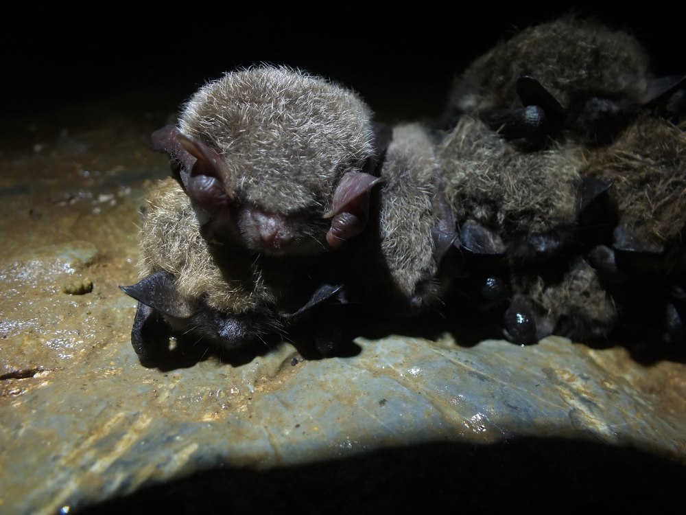 Murina leucogaster