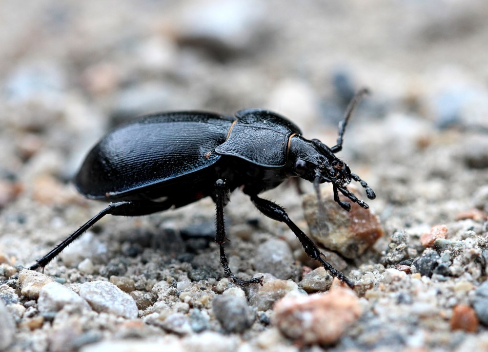 Жужелица венгерская Carabus Hungaricus