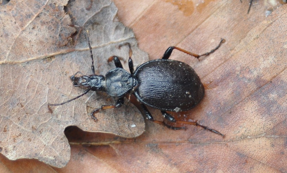 Cychrus caraboides (Linnaeus, 1758)