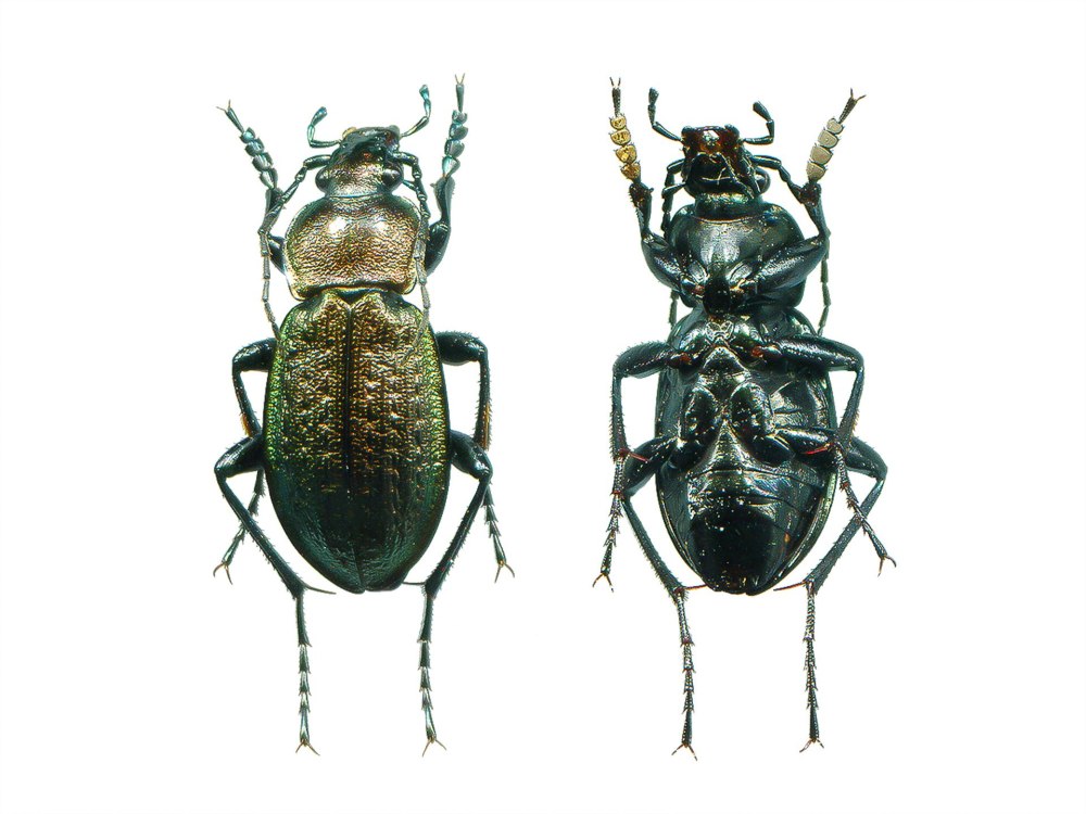 Carabus arcensis
