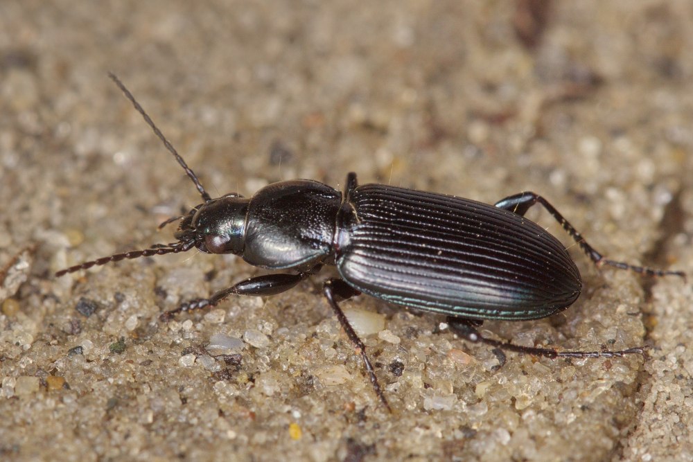 Poecilus versicolor