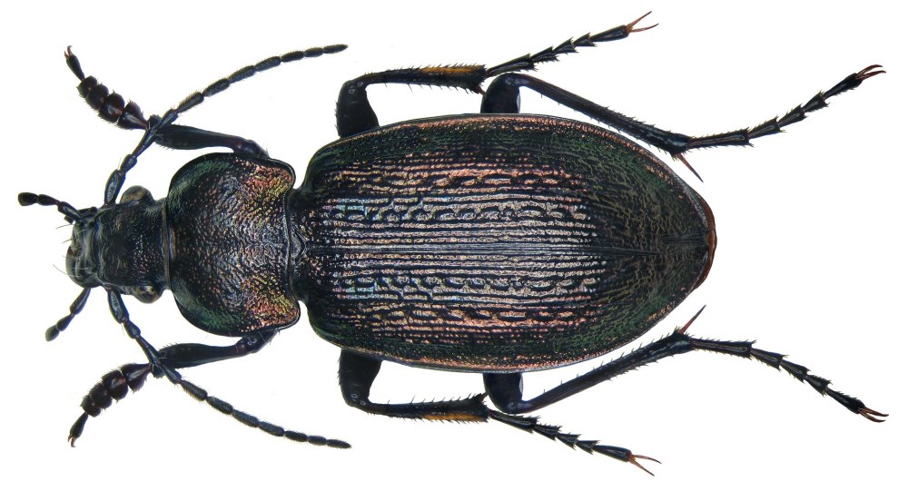 Carabus arcensis