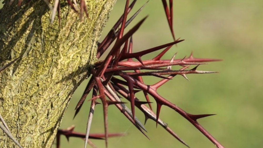 Колючка (Thorn)