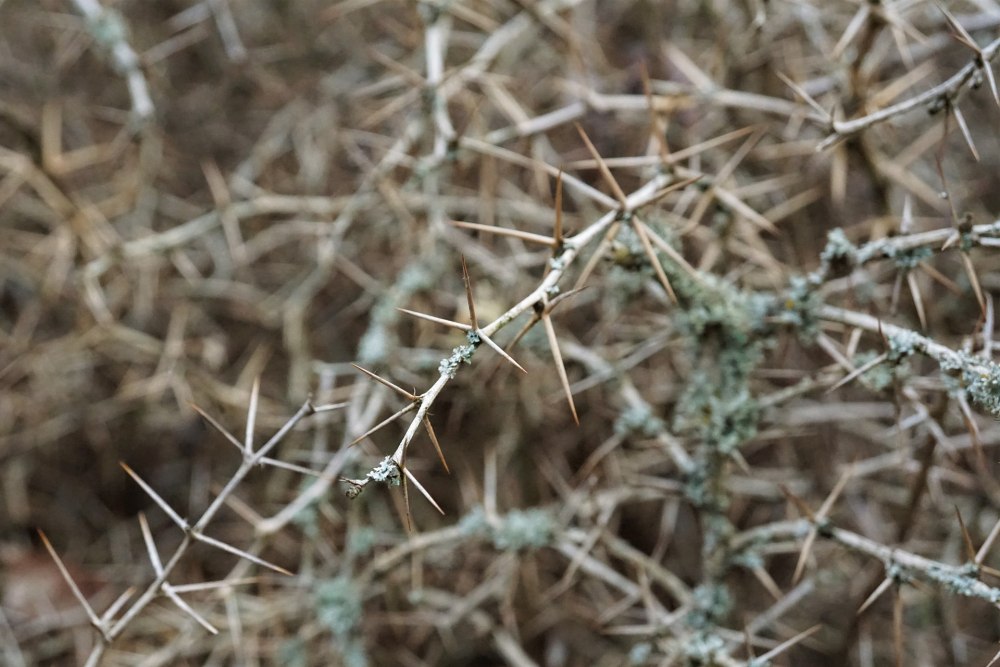 Thorny Hawthorn