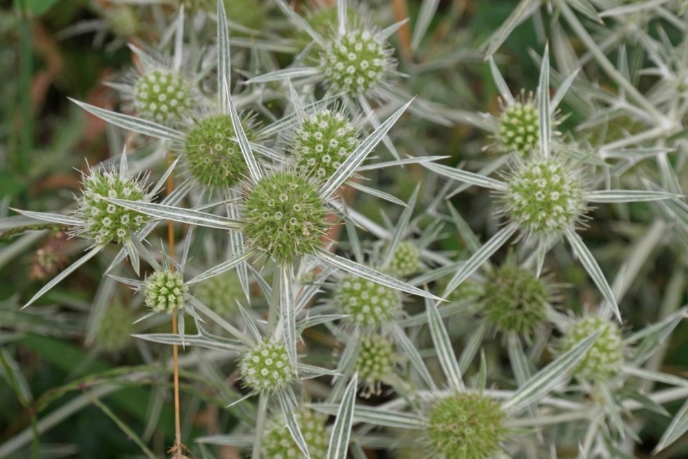 Степная колючка Eryngium Campestre