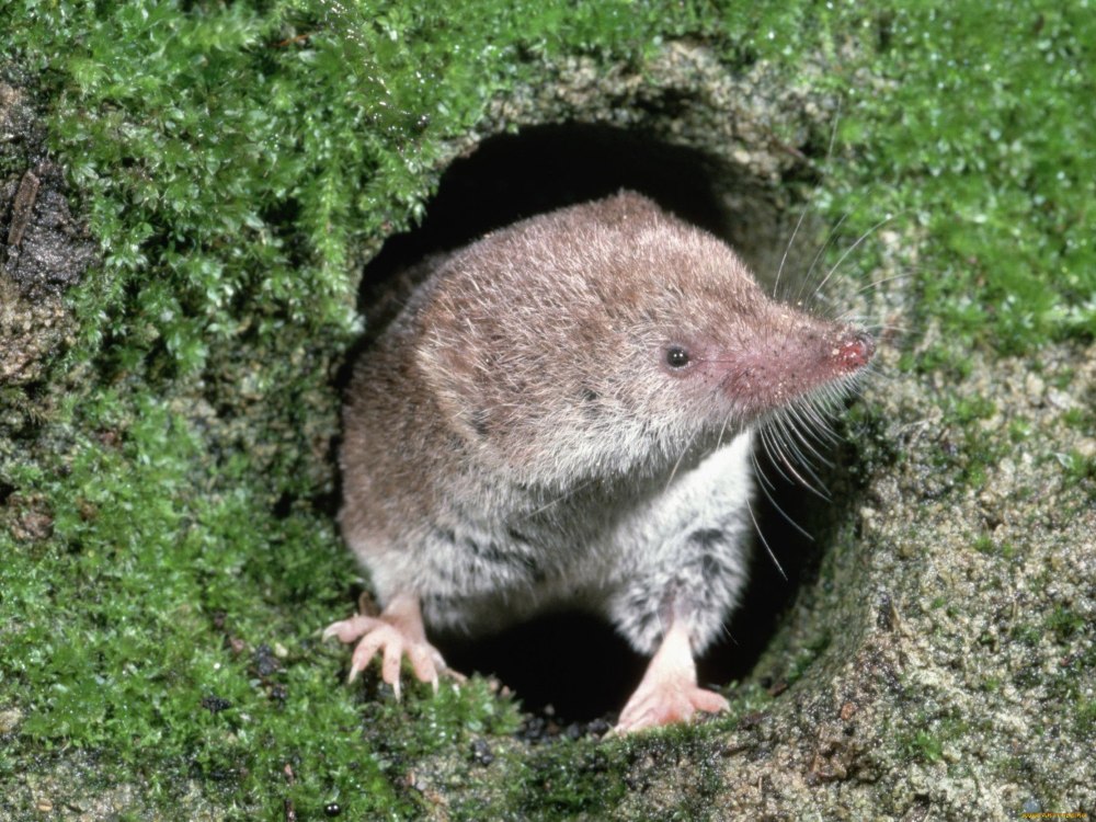 Нора землеройки