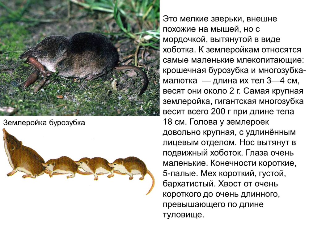 Бурозубка отряд млекопитающих