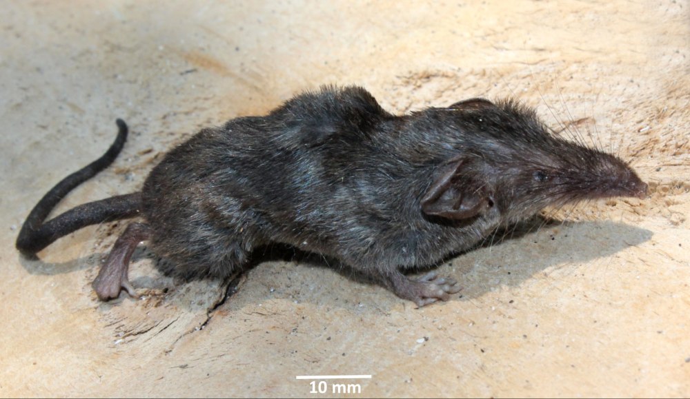 Crocidura narcondamica