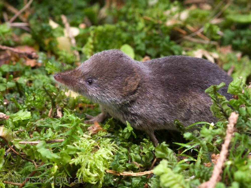 Землеройка бурозубка