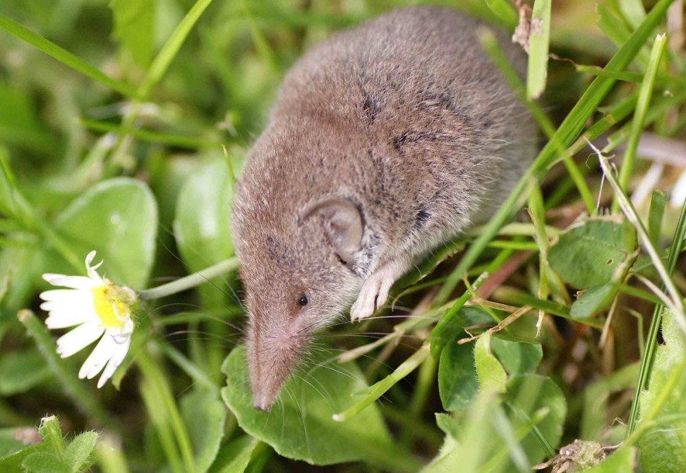 Этрусская бурозубка