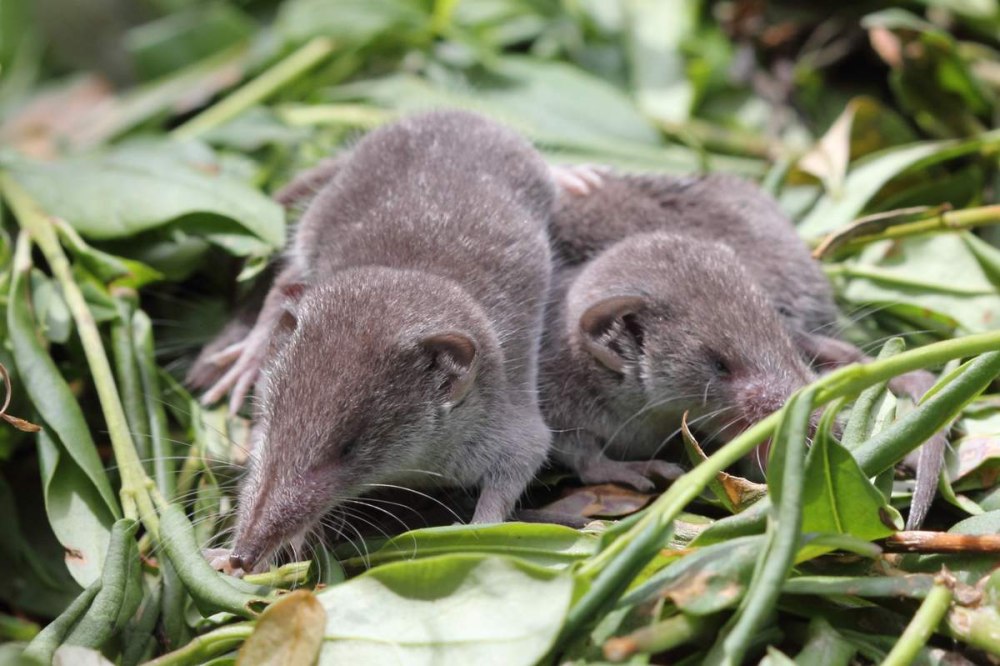 Этрусская бурозубка