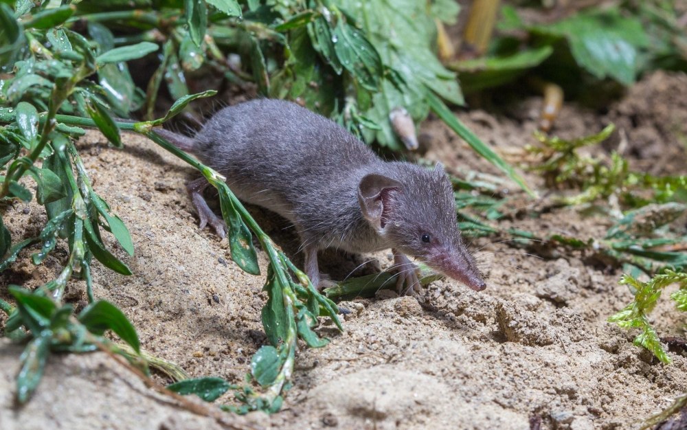 Землеройка белозубка