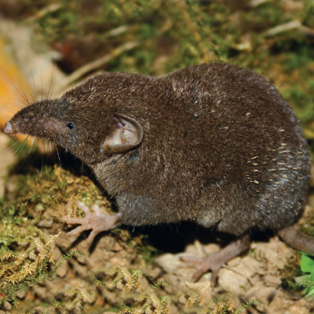 Белозубка белобрюхая