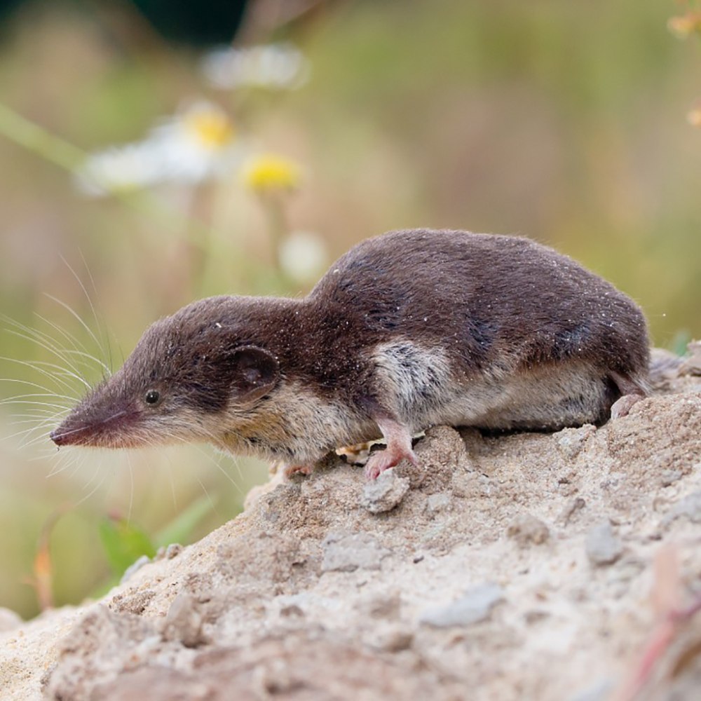 Землепойка микрозубка