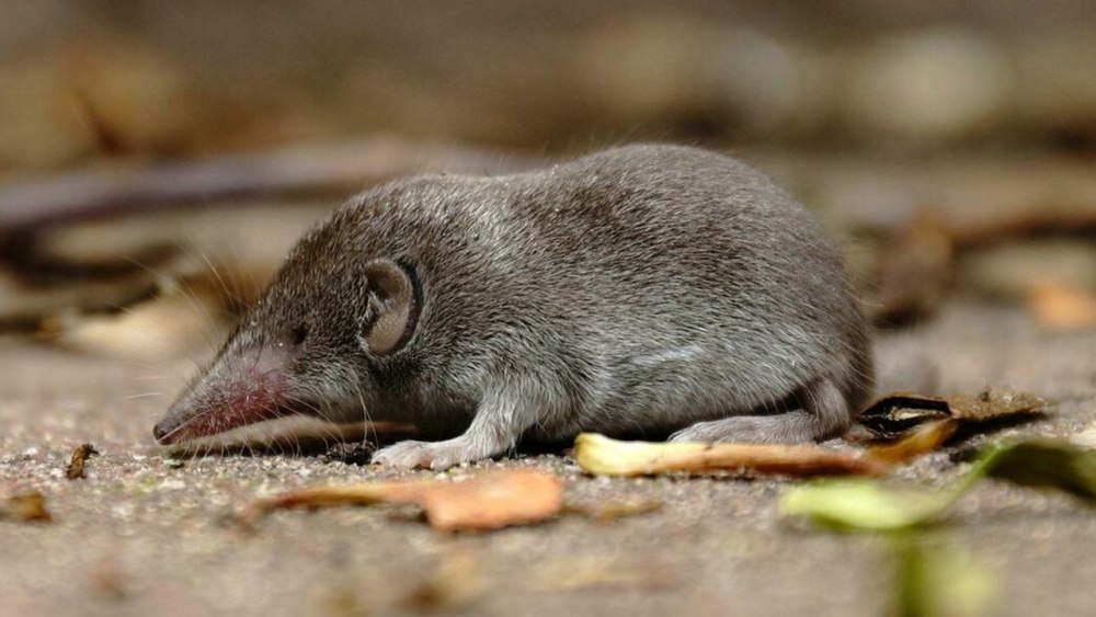 Мышь бурозубка
