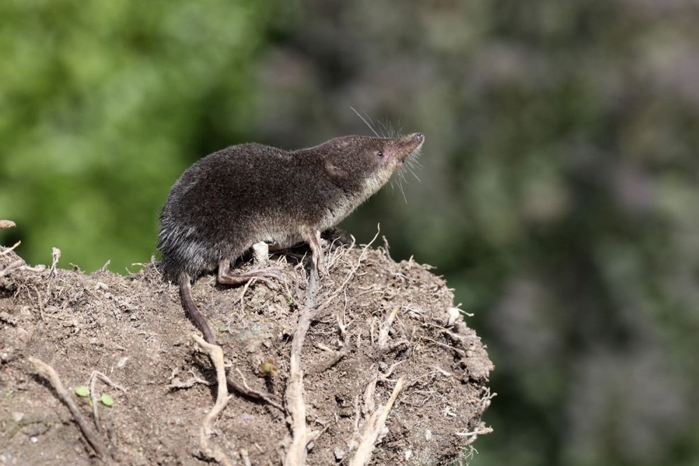 Водяная кутора