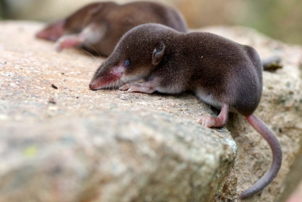 Бурозубка крошечная Детеныши