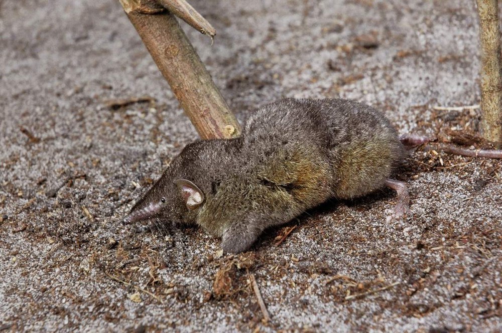 Угандская белозубка-броненоска