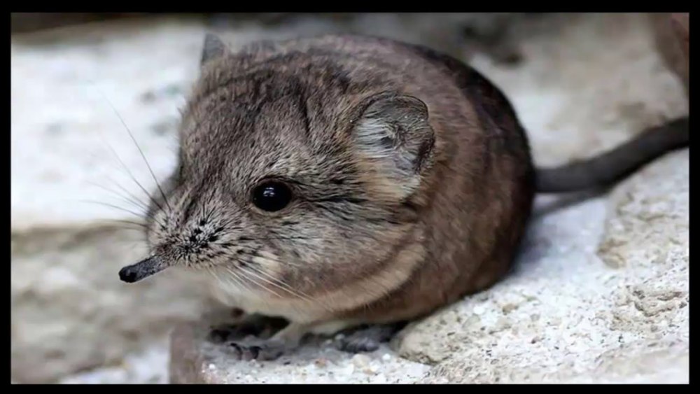 Короткоухий прыгунчик