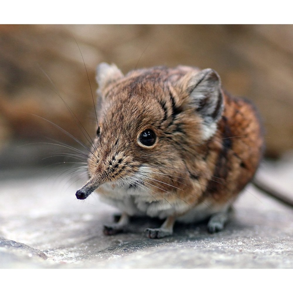 Короткоухий прыгунчик