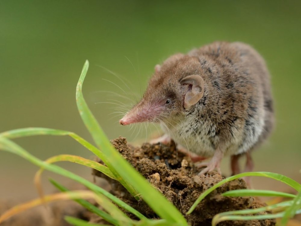 Землеройка белозубка