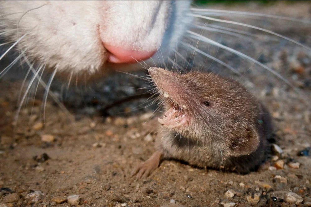 Землеройка бурозубка