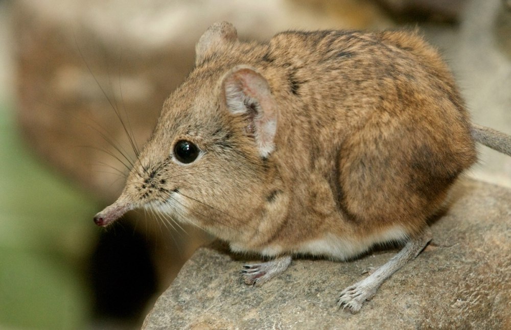 Насекомоядные землеройка