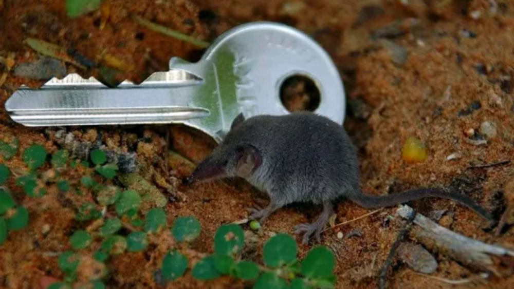 Этрусская землеройка