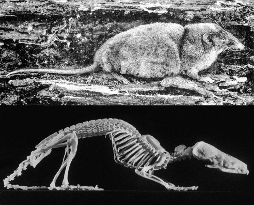 Скелет землеройки