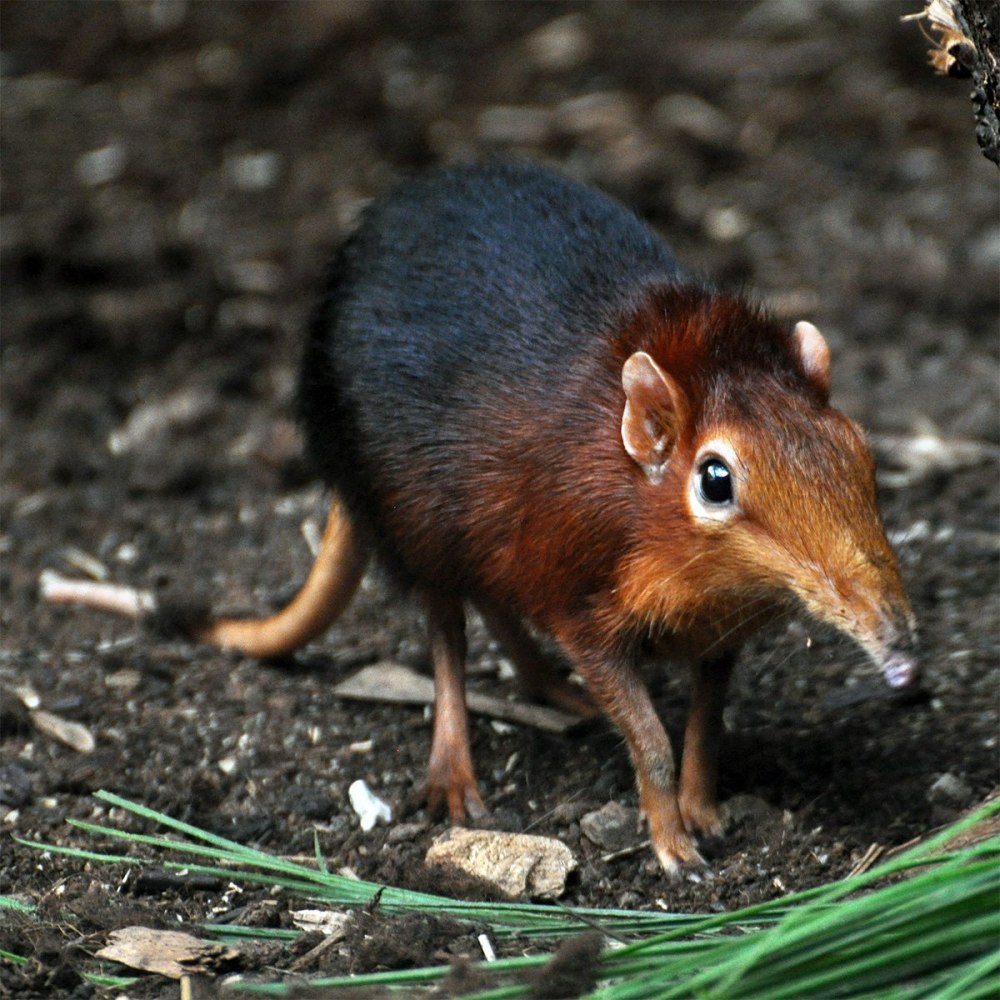 Хоботковая собачка Петерса