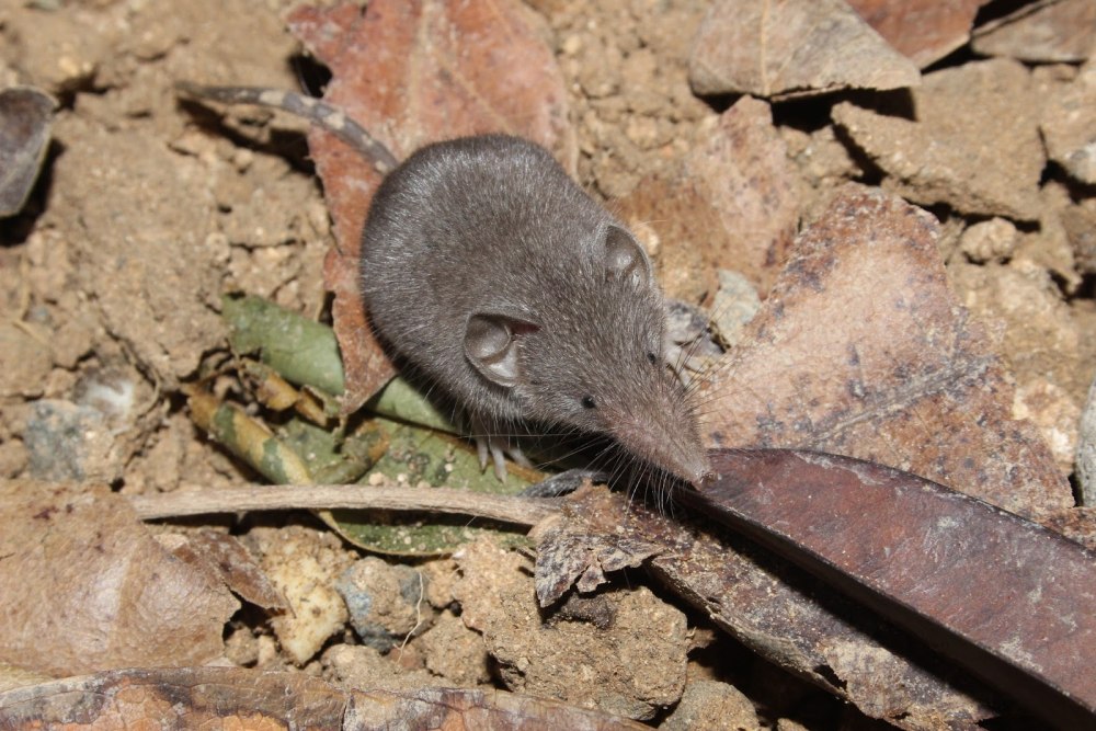 Сибирская белозубка