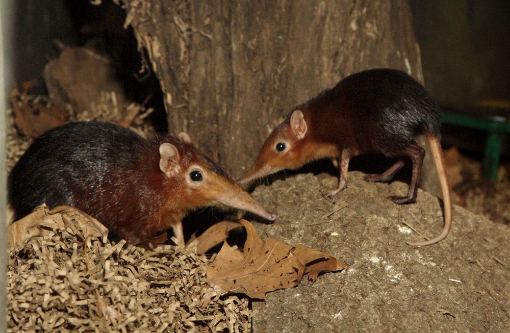 Золотая хоботковая собачка