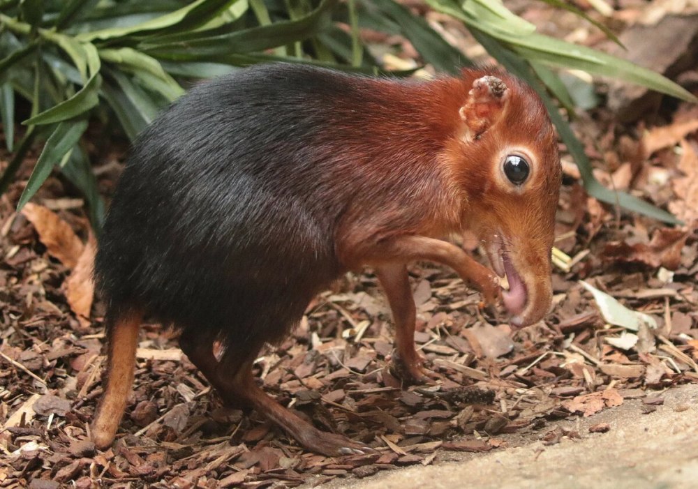 Золотистая хоботковая собачка