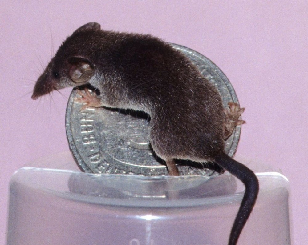 Этрусская землеройка