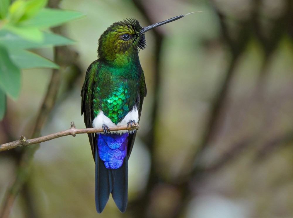 The glowing Puffleg Bird