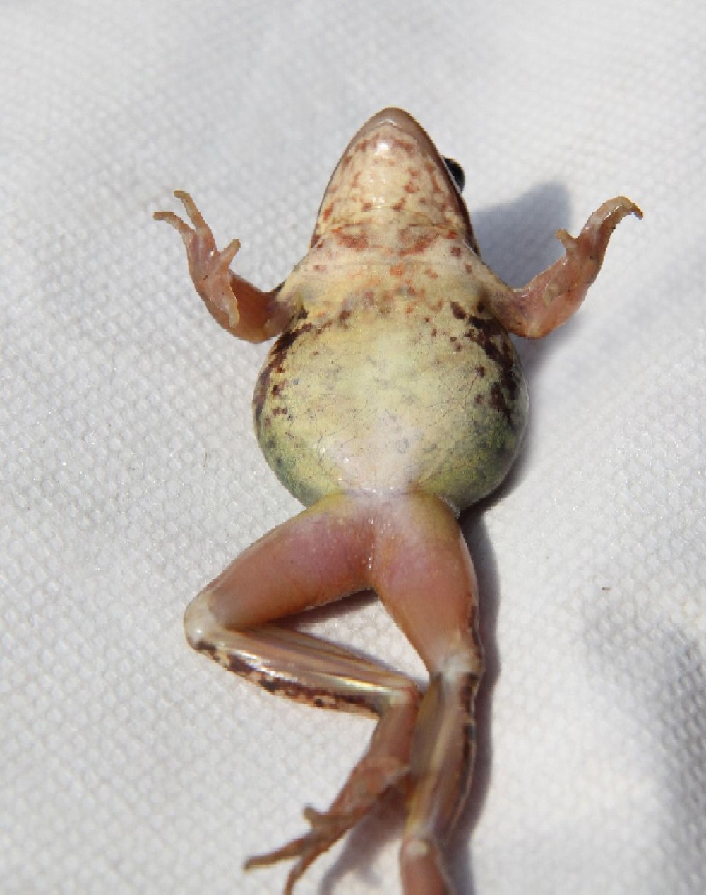 Лягушка препарированная лягушка