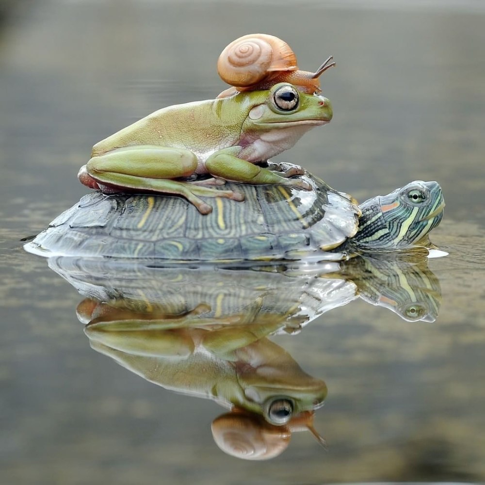 Ксенопус лягушка