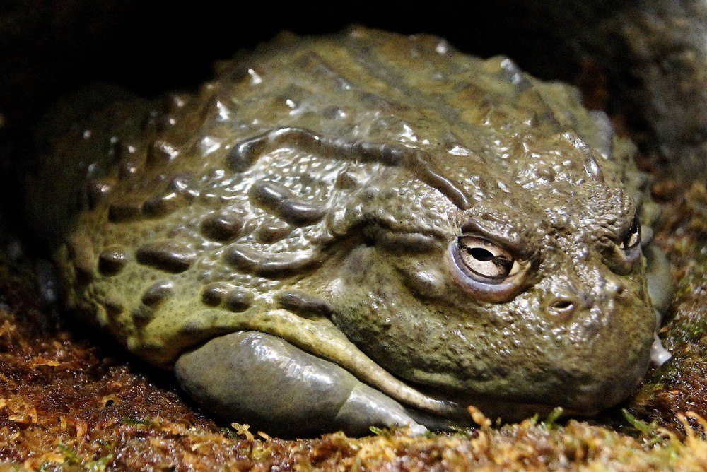 Африканская жаба Bullfrog