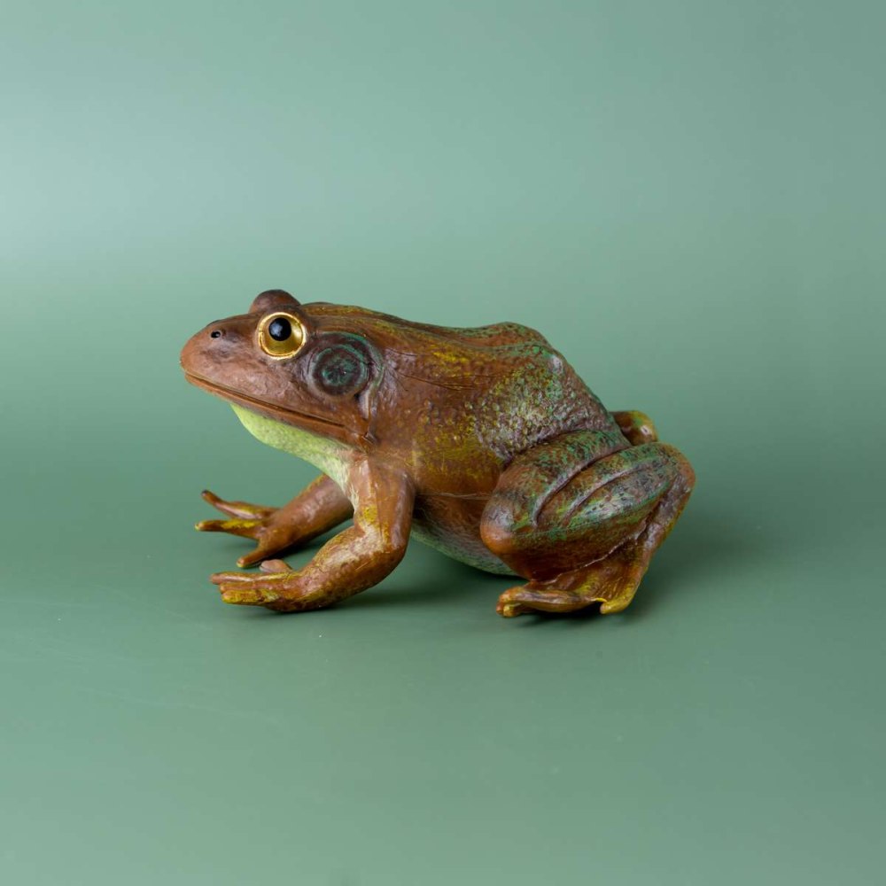 Лягушка бородавочник