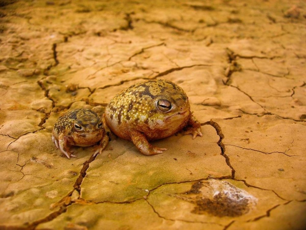 Африканский узкорот лягушка